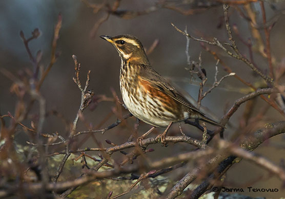 Redwing 